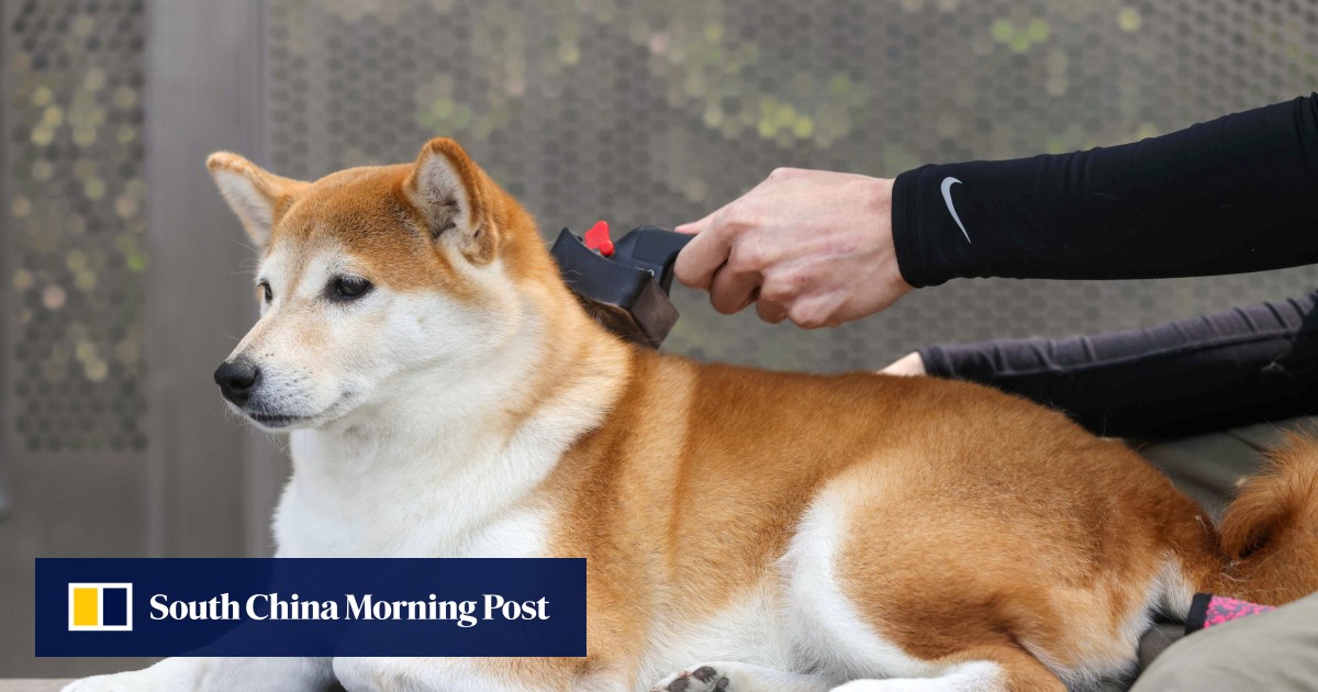 It’s a dog’s life Hong Kong pet insurance policies for popular breed