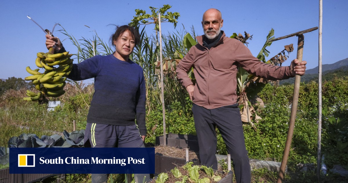 ‘Grow better human beings’: why these Hong Kong artists became farmers