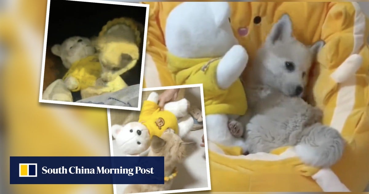 Please take teddy too stray puppy dog begging woman to adopt it and its stuffed toy delights Chinese social media South China Morning Post