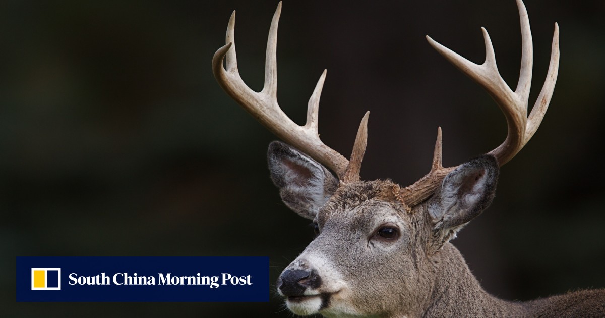 Chinese scientists find clue to bone regrowth in deer antler study Chinese scientists find clue to bone regrowth in deer antler study