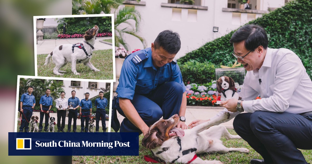 Canine crusaders: city leader hails Hong Kong dogs for Turkey quake zone work