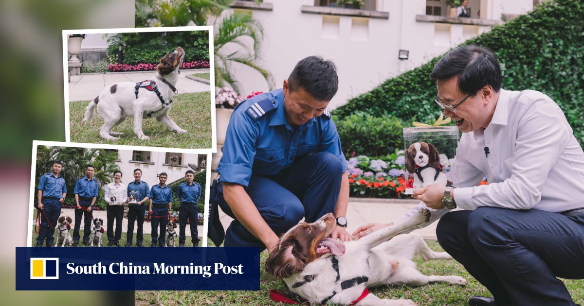 Canine crusaders: city leader hails Hong Kong dogs for Turkey quake zone work Canine crusaders: city leader hails Hong Kong dogs for Turkey quake zone work