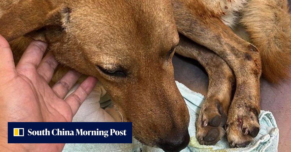 Mum of Malaysian teen who set stray dog on fire pleads for end to ...