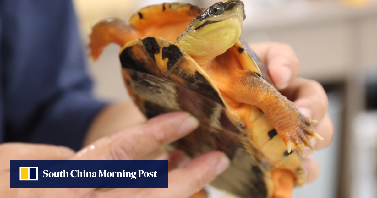 Hong Kong’s incense trees get chunks carved out by illegal loggers