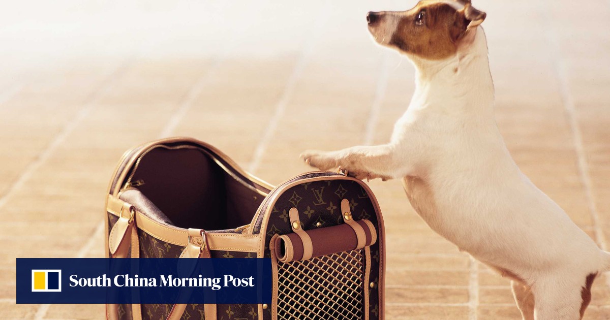 4 luxury brands to twin with your pampered pooch from Louis Vuitton s chic dog leash and Gucci s monogrammed pet carrier bags to Prada s posh collar and Christian Louboutin s stylish harnesses South