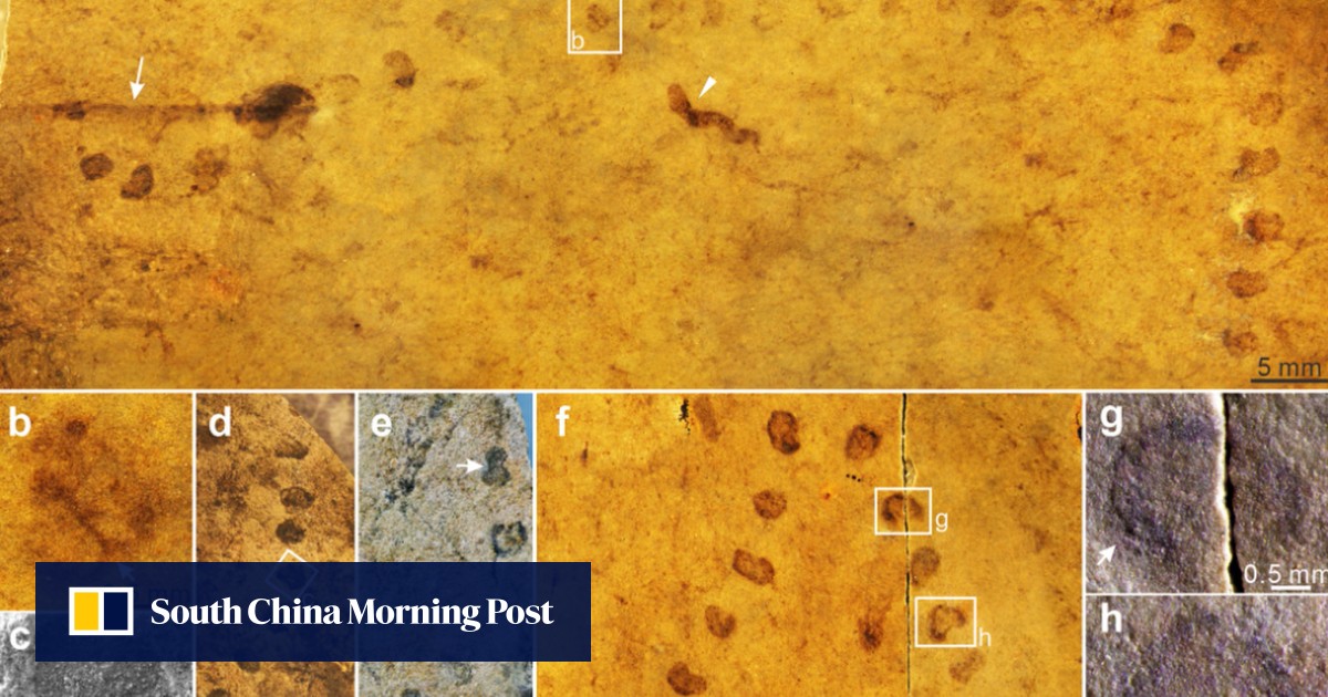Chinese scientists find new clue to origin of life on Earth in string