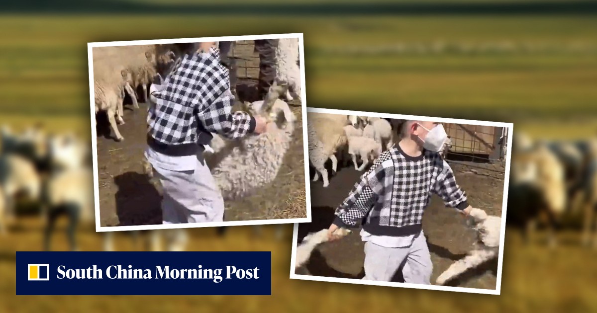 ‘Like a wrestler’: boy, 5, goes viral after rounding up and skilfully ...