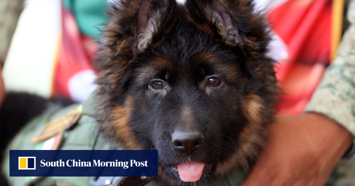 Turkey gifts Mexico adorable pup after a rescue dog was lost on quake duty