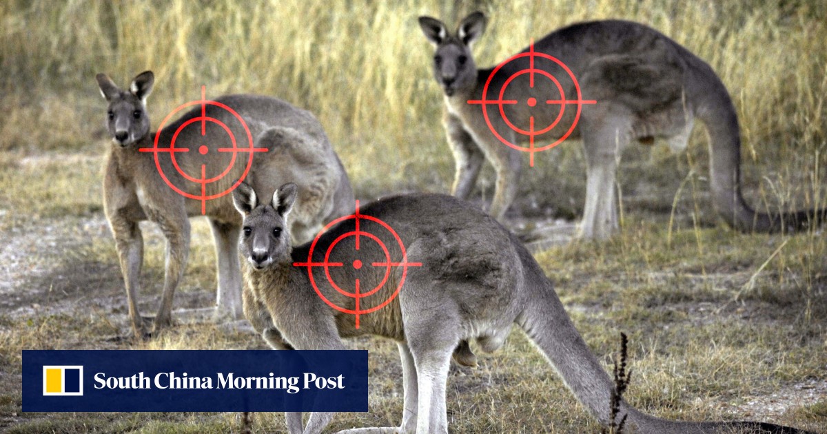 ‘They’re starving to death’: Australia told to shoot its surplus kangaroos