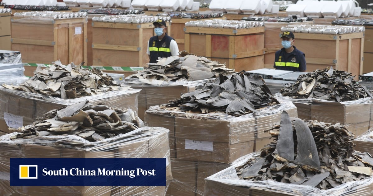 香港海关检获2亿港元走私鱼翅、电子垃圾,拘… 香港海关检获2亿港元走私鱼翅、电子垃圾,拘…