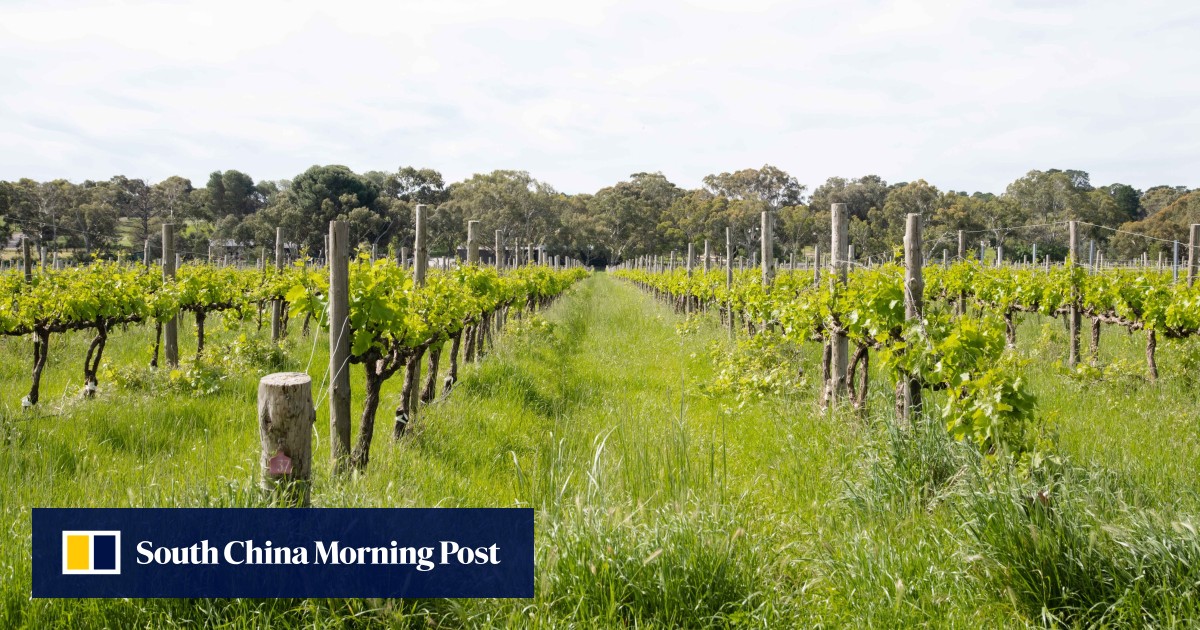 ‘There are cow horns with poo’ a vineyard tour of McLaren Vale, centre