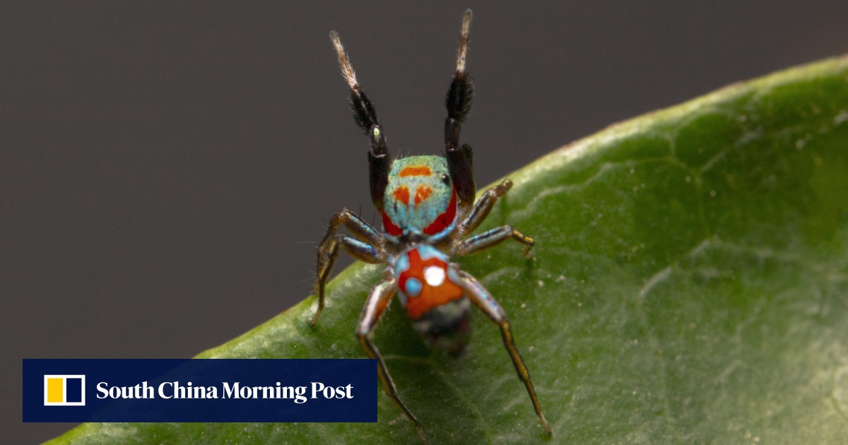 Tiny Jumping Spiders Are Endearing Predators — Menunkatuck Audubon Society