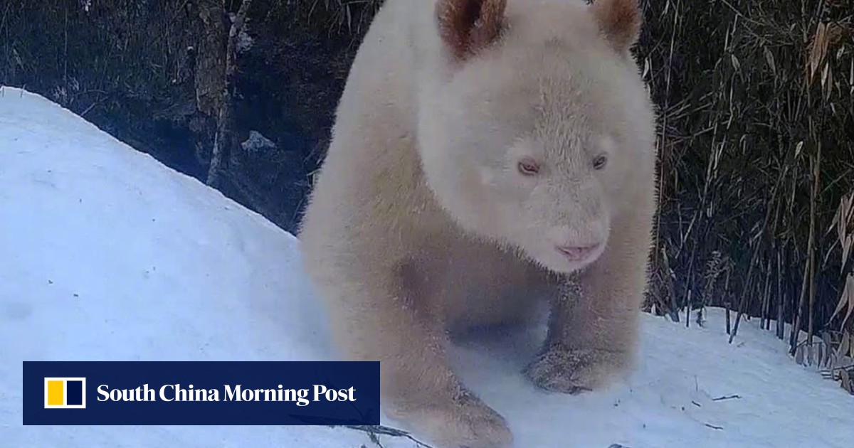 Rare all-white giant panda spotted again in China’s Wolong natural reserve