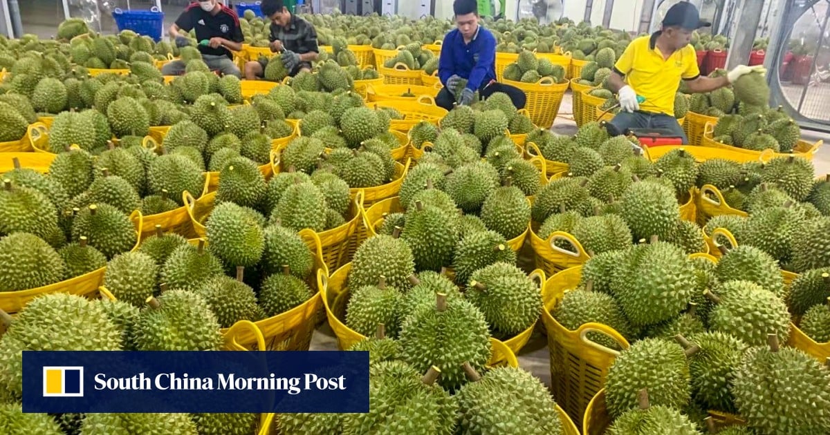 China’s Vietnamese durian imports seen pushing total demand for fruit to nearly 1 million tonnes a year