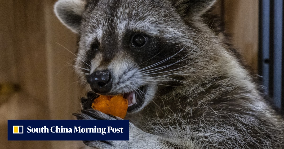 Ferocious Raccoon Japan’s Niigata Prefecture declares war on ‘ferocious’ raccoons as ...