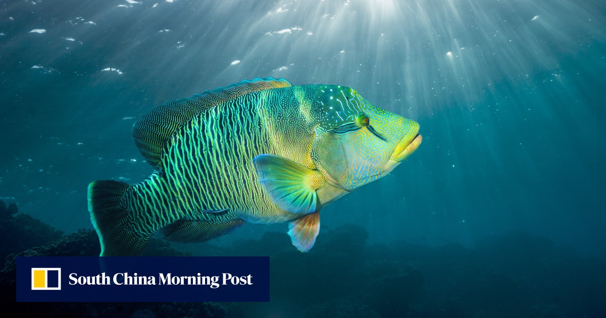 Why Hong Kong’s taste for an endangered reef fish is a problem, and how
