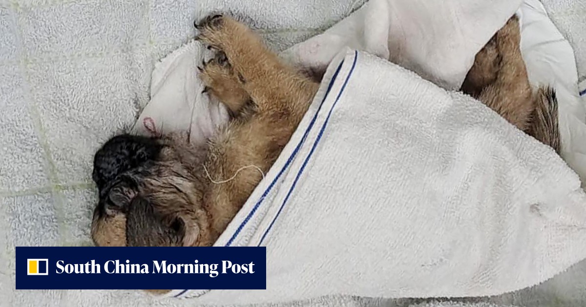 Sick pug puppy dies after being found stuffed in plastic bags on Hong ...