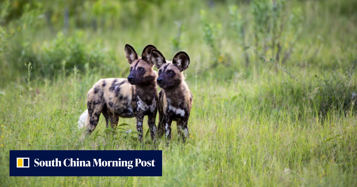 African wild dogs: a brief encounter in Botswana with the elusive apex ...