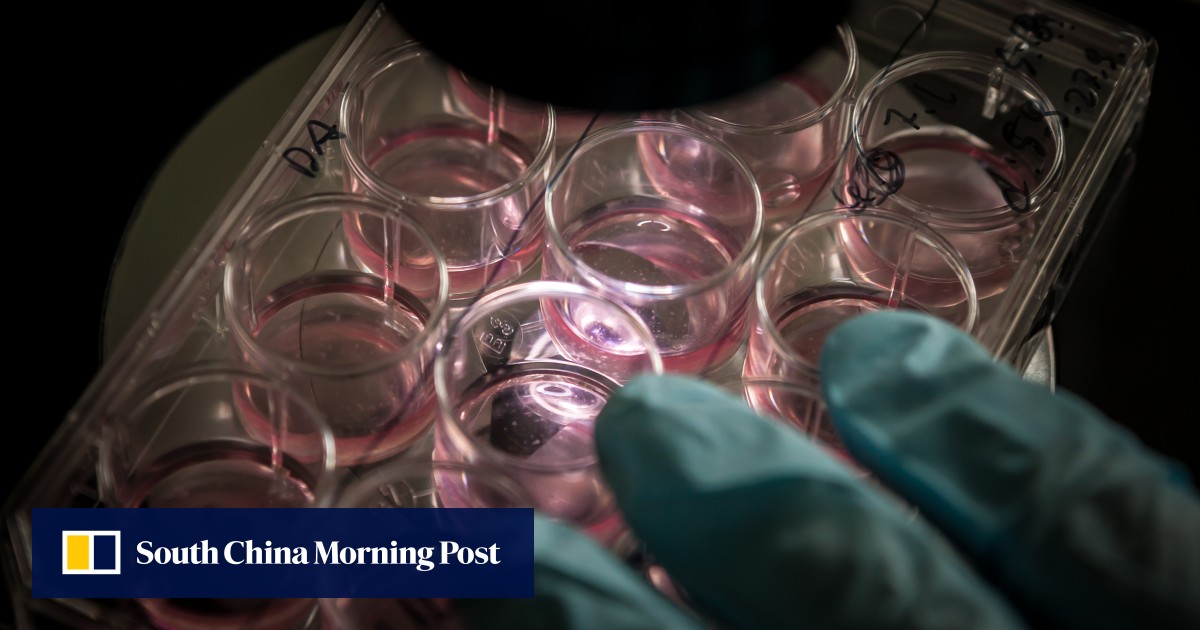 Lab-grown human embryo models spark calls for regulation | South China ...