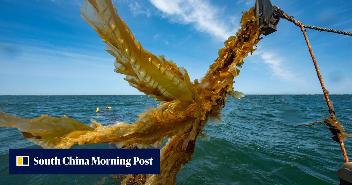 UN adopts ‘historic’ treaty to protect the high seas, ecosystems vital to humanity UN adopts ‘historic’ treaty to protect the high seas, ecosystems vital to humanity