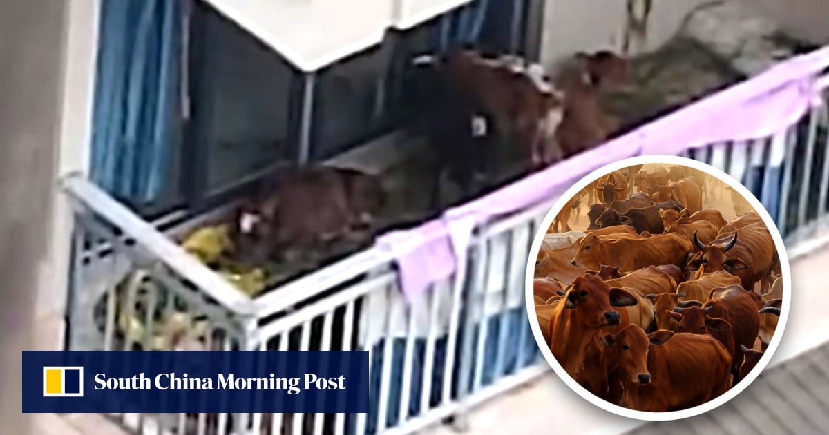 Raise cattle on a balcony: noisy cows forced out of 5th-floor flat in China