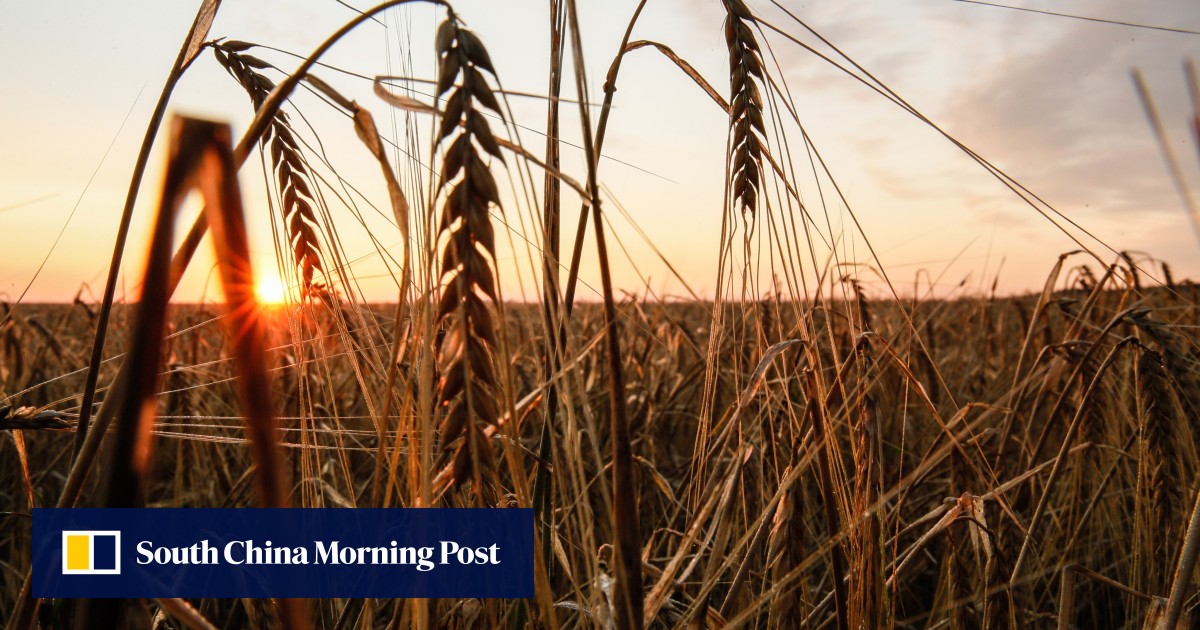 Ukraine grain deal in peril; Crimean bridge faces ‘emergency’ Ukraine grain deal in peril; Crimean bridge faces ‘emergency’