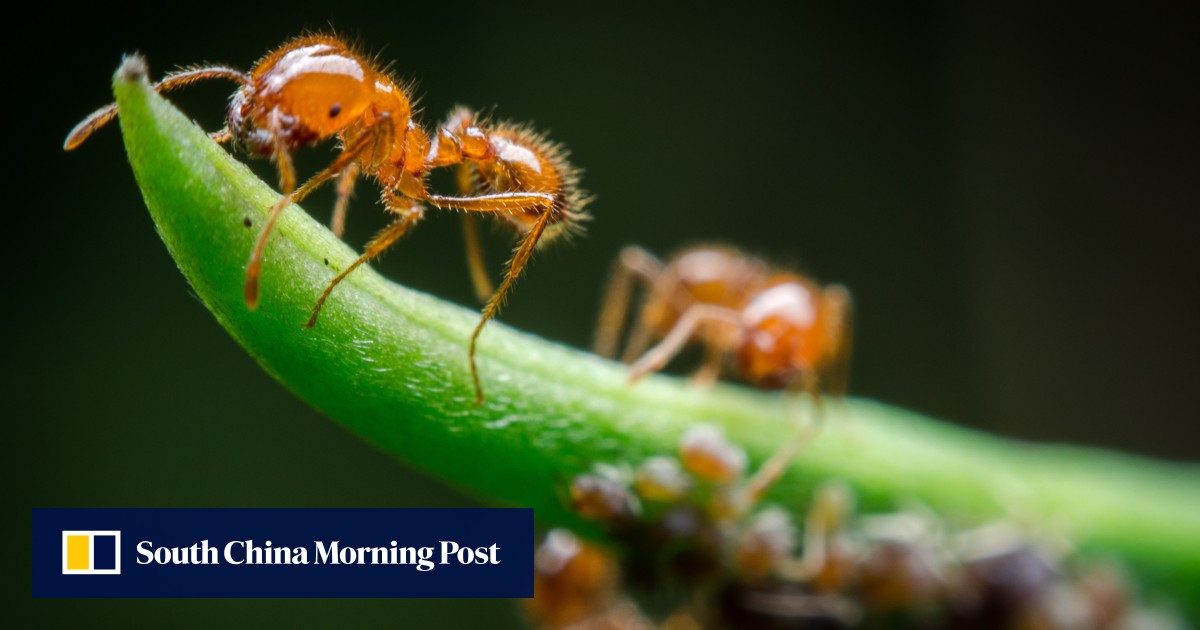 China targets invasive plants and animals in 3-year crackdown | South ...