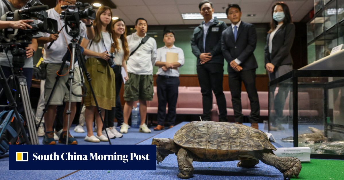 Hong Kong police arrest man over WhatsApp group offering endangered ...