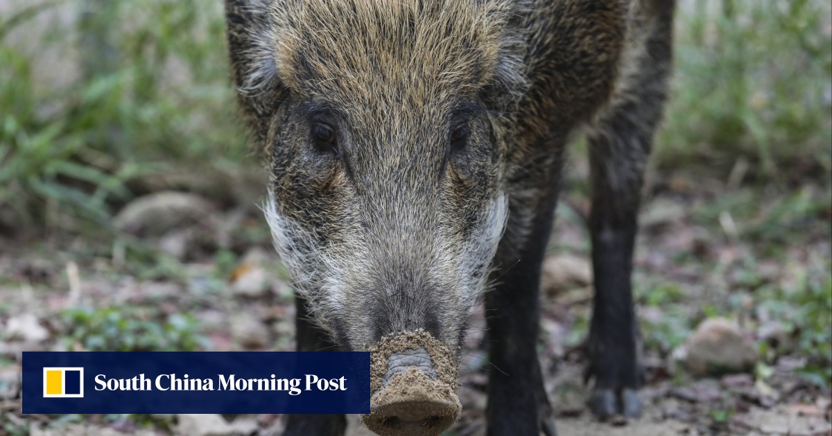 Boar attacks Hong Kong boy, 15, and woman outside MTR station, sparking hunt