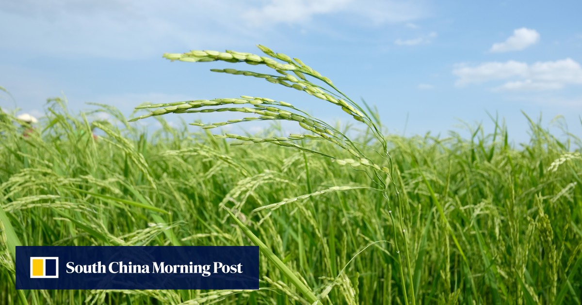 Chinese scientists crack sterility code in hybrid rice, raising hopes ...
