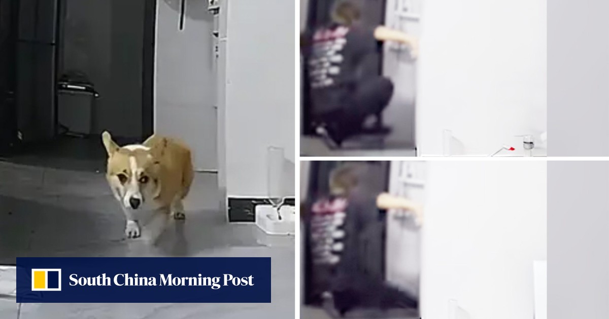 Scared corgi online