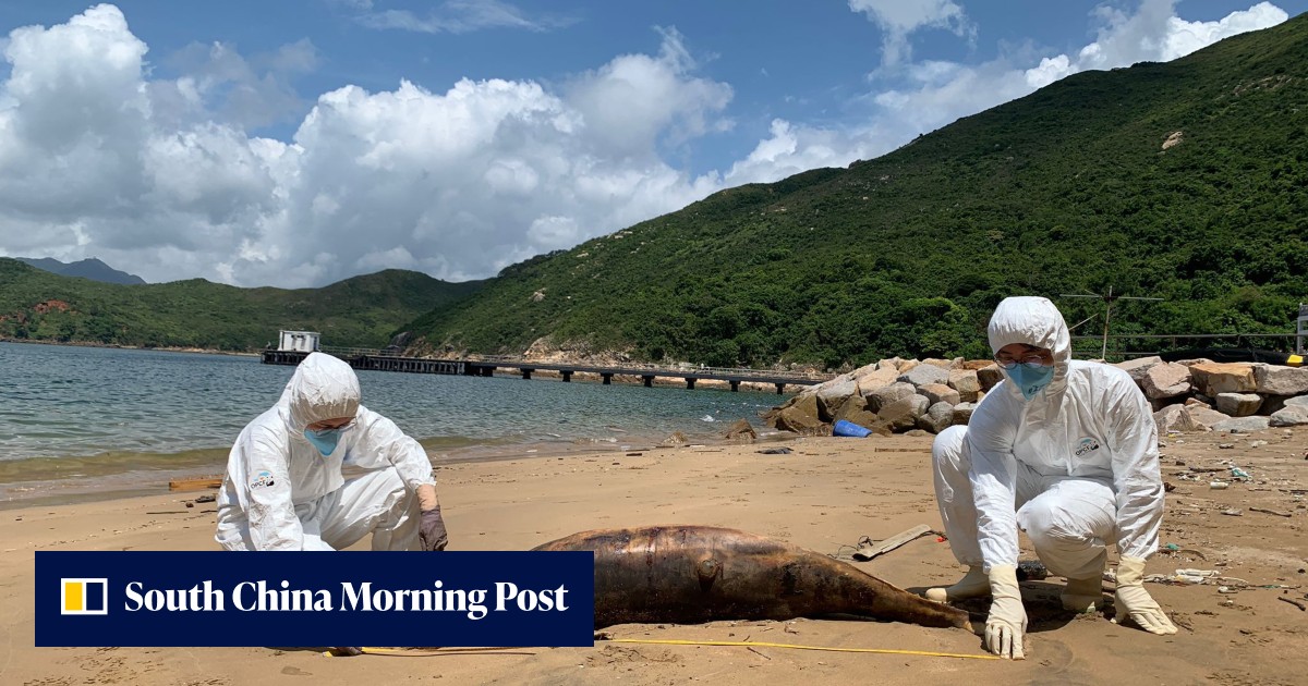 Finless porpoise found dead on Hong Kong beach in 20th stranding case ...