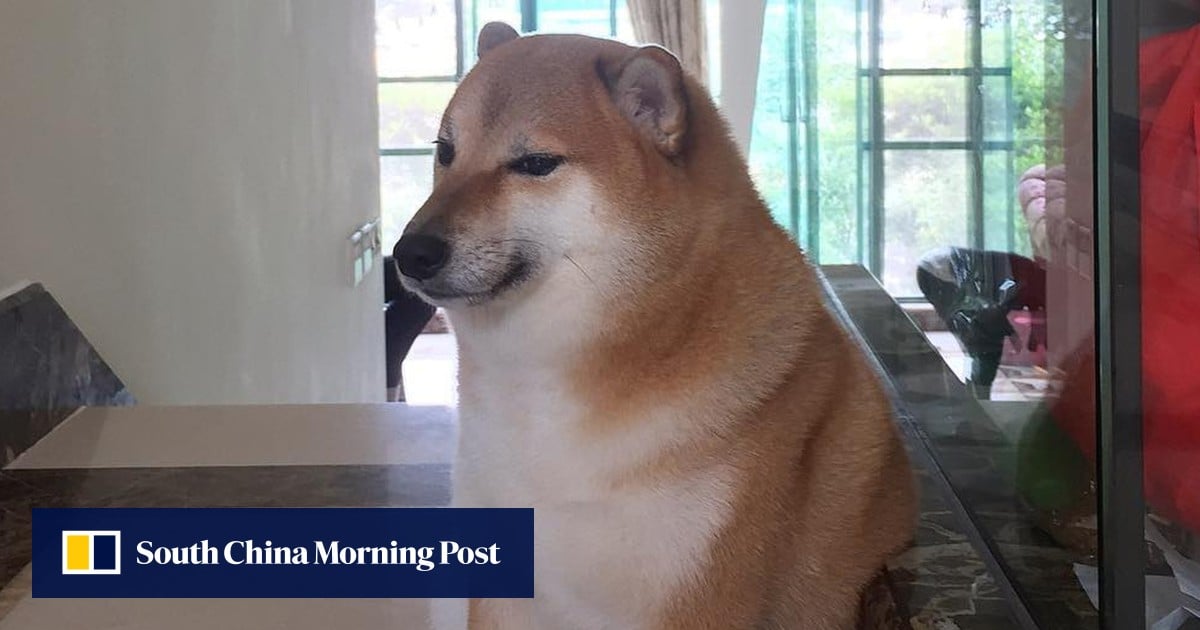 ‘Cheems’, the Hong Kong Shiba Inu dog who went viral as doge meme and ...