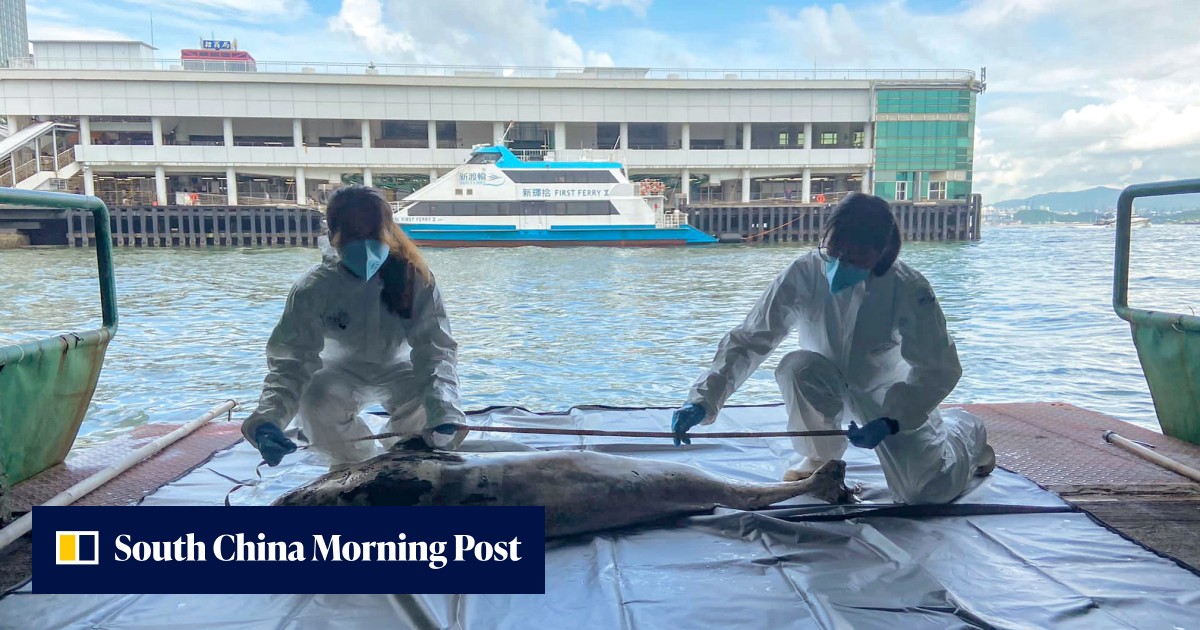 Carcass of finless porpoise found in Hong Kong, 23rd case of marine ...