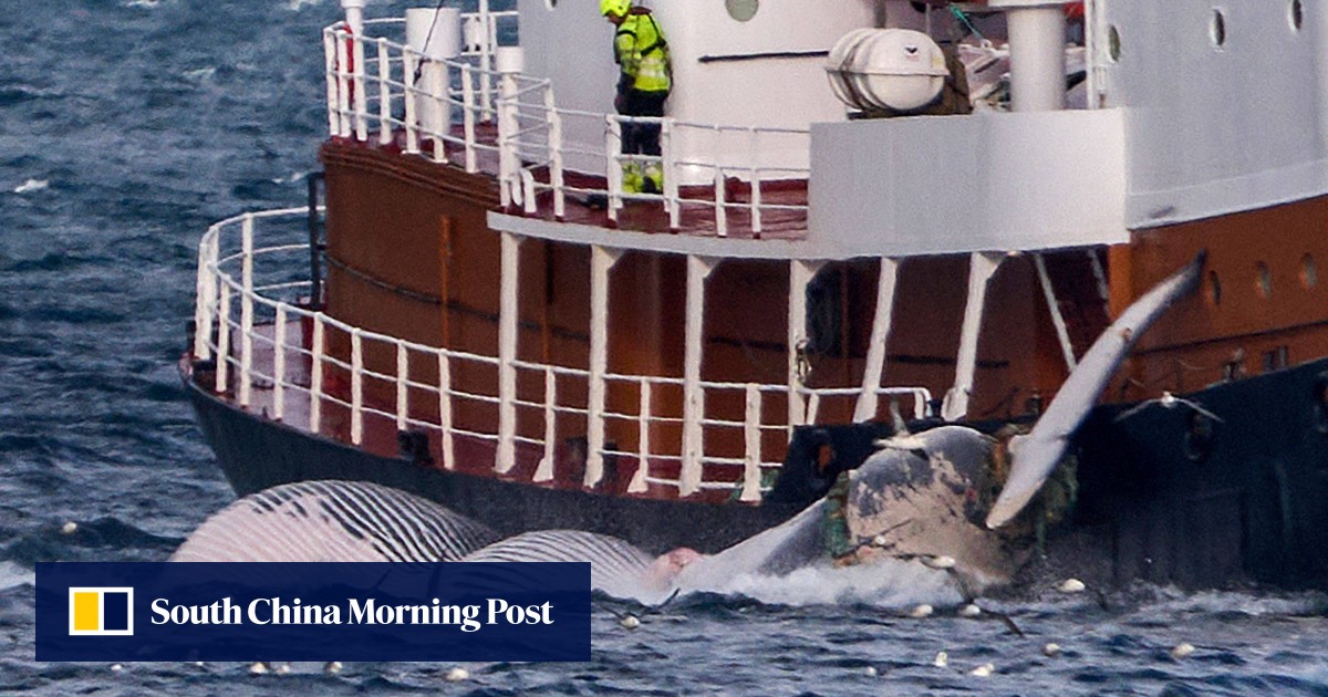 Iceland resumes whale hunting after temporary ban, but slaughter needs