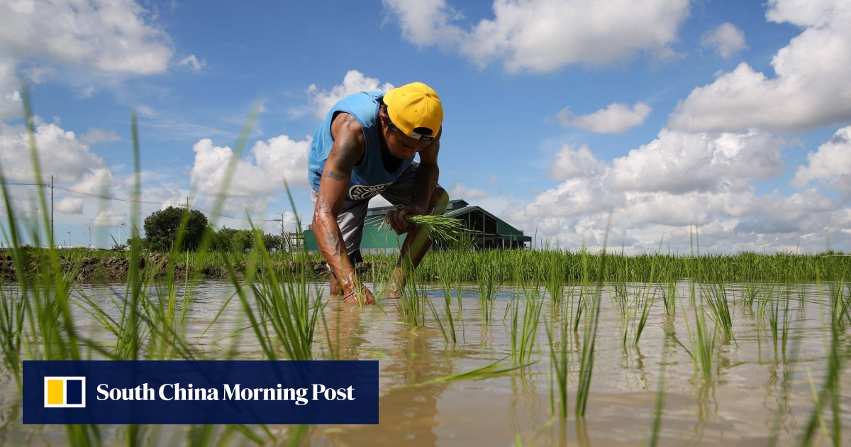 President Marcos caps rice prices in Philippines inflation fight ...
