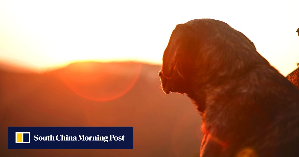 Climate scientists look behind Chinese legend of dogs barking at the sun to learn why spring in southeast China is cloudy