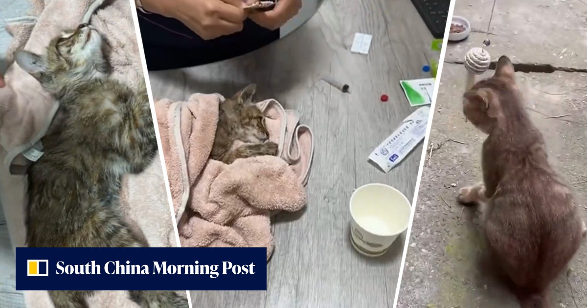 ‘Wow, so amazing’: paralysed stray cat in China healed by traditional ...