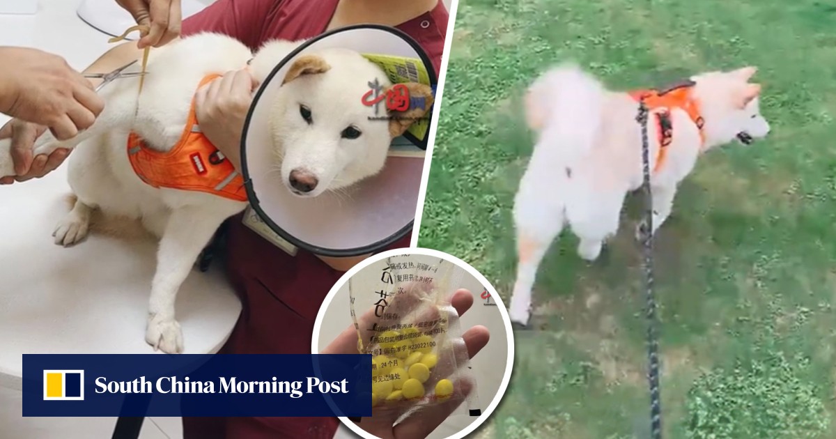 ‘Naughty’ pet dog in China gobbles more than 70 anti-inflammatory pills but survives due to owner’s quick action