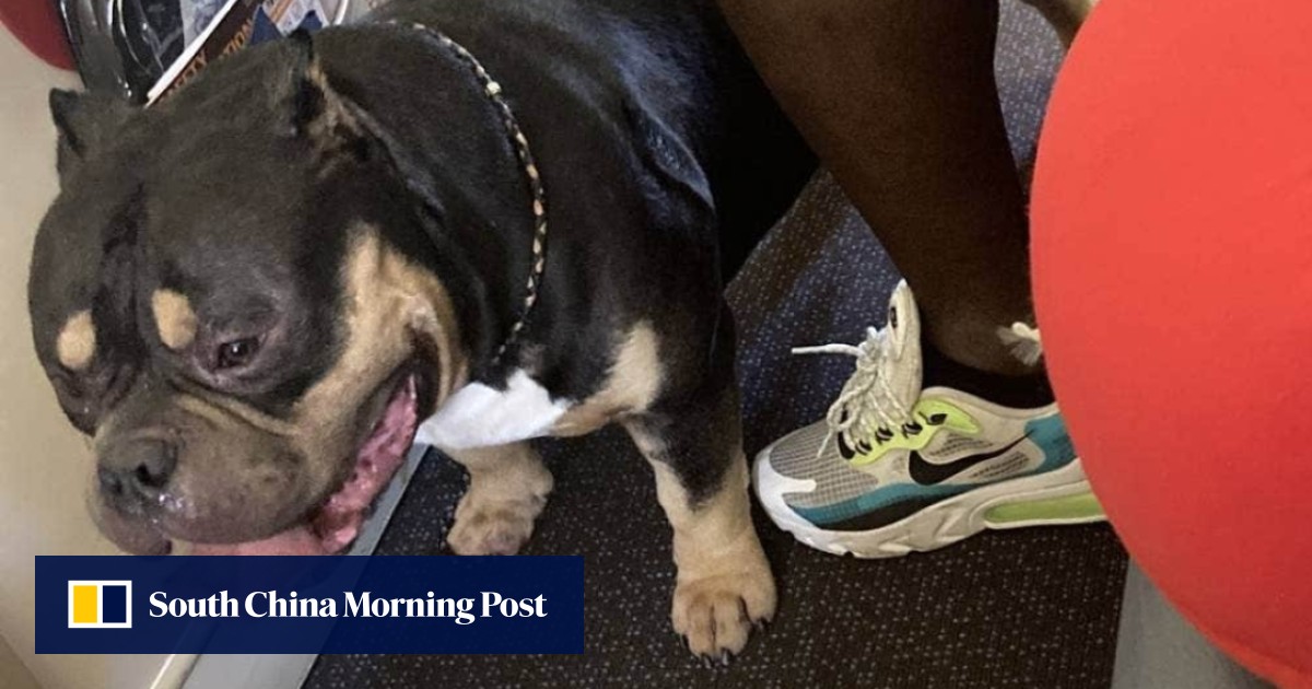 Singapore airlines dogs online