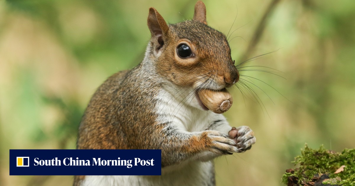An order of squirrel, sir? How London’s ‘invasive species supper clubs ...