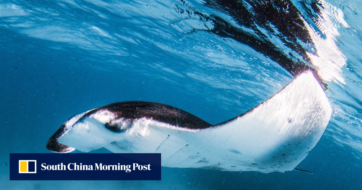 Swim with the world’s largest gathering of manta rays at Four Seasons