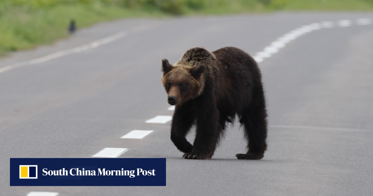 Japan’s Hokkaido fears attacks from ‘starving’ bears as warm waters