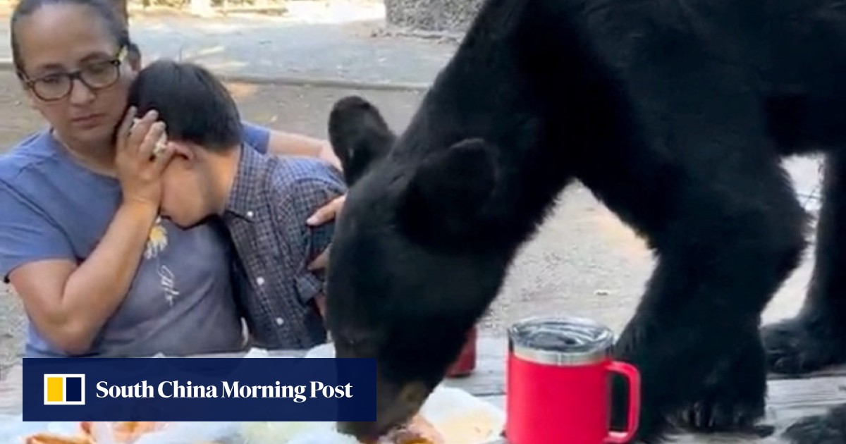In Mexico, a mum protects son with Down syndrome from hungry bear that devours boy’s birthday meal of tacos, enchiladas