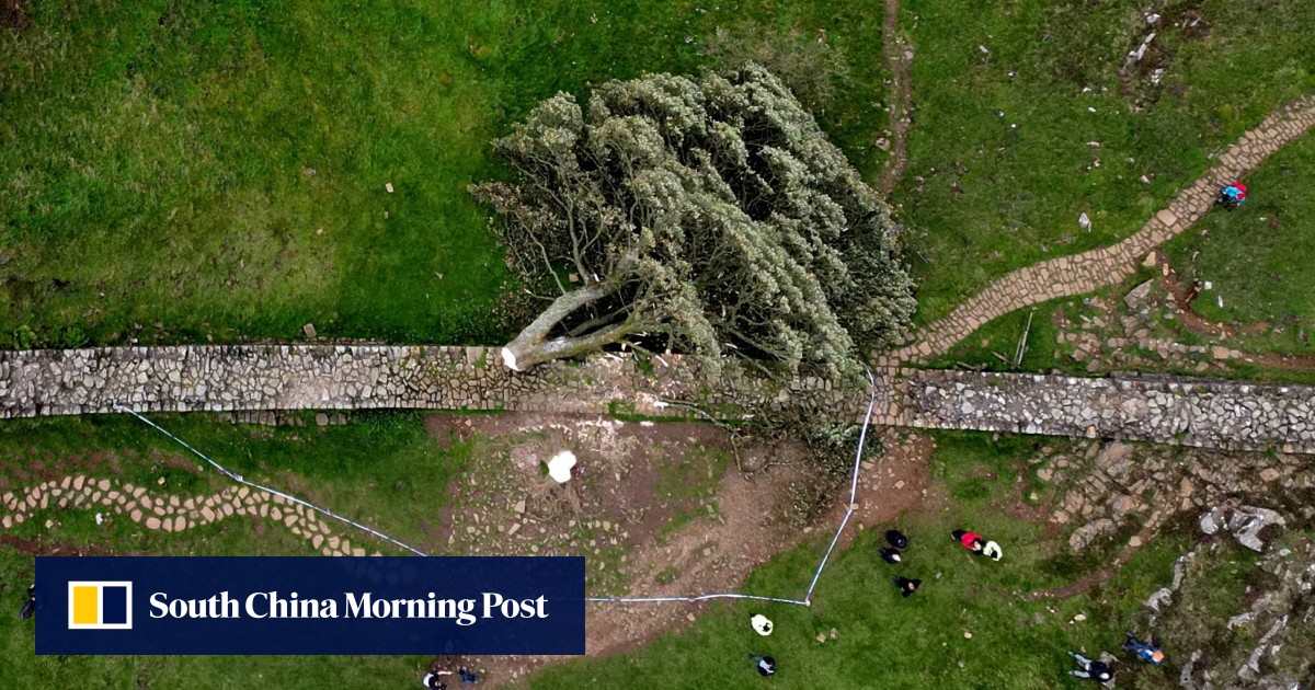 most photographed tree in england