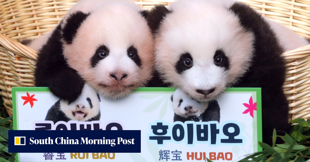 South Korea zoo names its 3-month-old twin pandas ‘treasures’ | South ...
