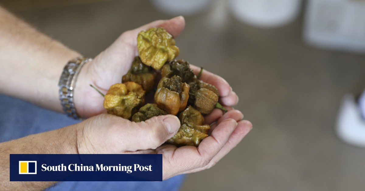 how-hot-is-pepper-x-the-new-hottest-chilli-pepper-in-the-world-i-was