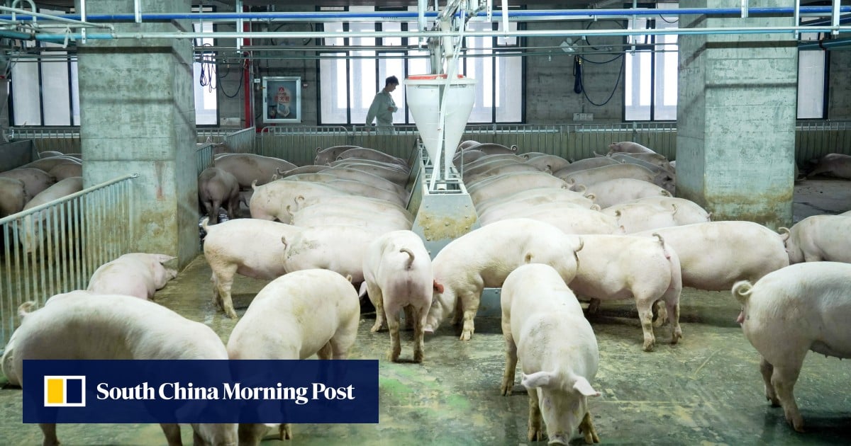 中国高层养猪场生猪溢价，先进技术助力粮食安全