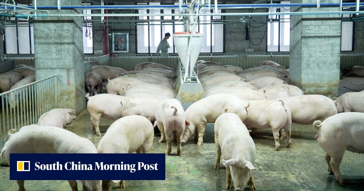 Hog Rise China’s skyscraping pig farms are high on the hog, and their advanced ...