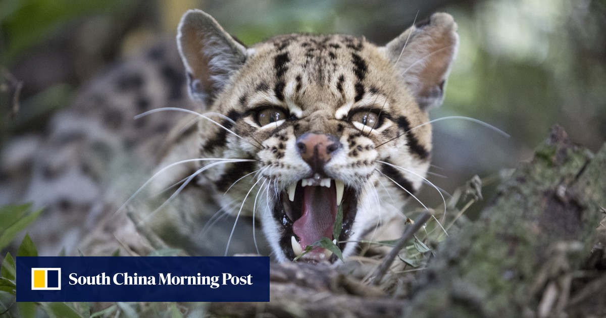Saving Ecuador’s cloud forests, biodiverse and vulnerable to outside forces